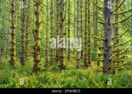 Moss ricoperta di abeti e felci. Silver Falls State Park, Oregon Foto Stock