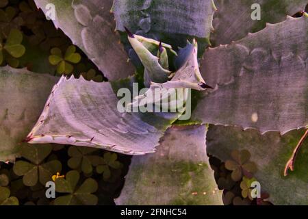 Messa a fuoco di un cactus pita (agave) Foto Stock