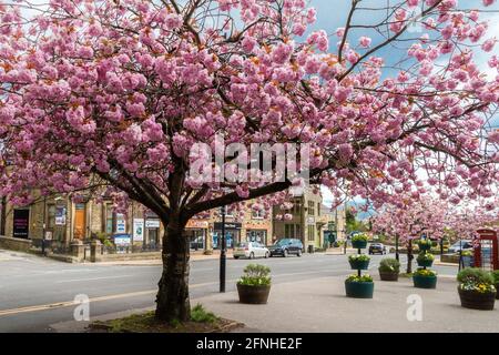 Il ciliegio giapponese (Prunus serrulata) è in piena fioritura a Baildon, Yorkshire. Foto Stock