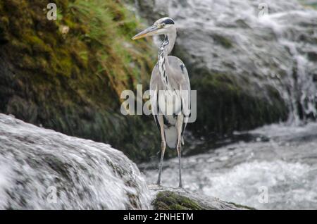 Un airone grigio in piedi nelle acque del Rheinfall, e in attesa di alcuni pesci Foto Stock