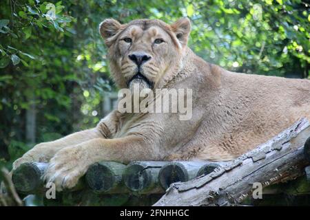 leonessa in uno zoo in francia Foto Stock
