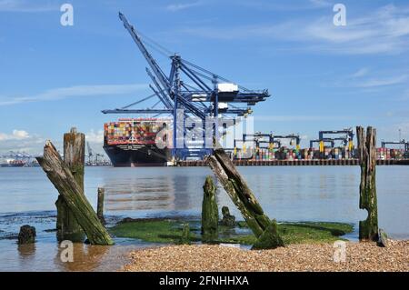 Vecchi pali di legno incorniciano la nave portuale MSC Leanne presso il porto di Felixstowe, Suffolk, Inghilterra, Regno Unito Foto Stock