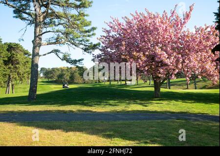 Un albero fiorito sul campo da golf Dennis Highlands in un giorno di primavera. Dennis, Massachusetts su Cape Cod, Stati Uniti Foto Stock