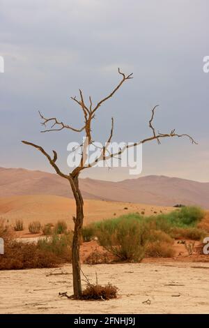 Albero morto nascosto di Vlei nel parco nazionale di Namib-Naukluft, Namibia. Foto Stock