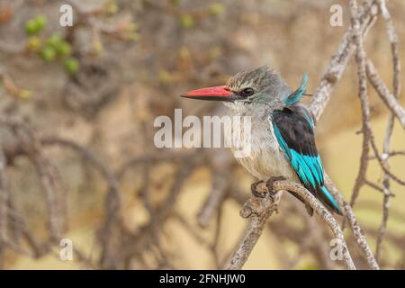 Woodland Kingfisher - Halcyon senegalensis, bel pescatore di alberi da collori da boschi e foreste in Africa a sud del Sahara, lago Ziway, et Foto Stock