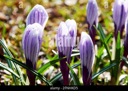 Piccoli fiori di crocus viola sul prato selvatico in primavera. Natura e fiori sfondi Foto Stock