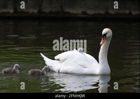 Windsor, Berkshire, Regno Unito. 15 maggio 2021. Un paio di cigni sul Tamigi hanno sette cigneti sani quest'anno. Alcuni di loro stavano agganciando un giro sulla parte posteriore della loro mamma. I cigni si accoppiano per la vita e spesso nidificano nello stesso luogo ogni anno. Il numero di nuovi cigneti è contato nella crescita annuale di Swan che speriamo ritornerà quest'anno. Credito: Maureen McLean/Alamy Foto Stock