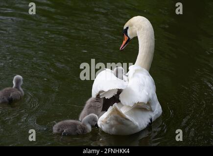 Windsor, Berkshire, Regno Unito. 15 maggio 2021. Un paio di cigni sul Tamigi hanno sette cigneti sani quest'anno. Alcuni di loro stavano agganciando un giro sulla parte posteriore della loro mamma. I cigni si accoppiano per la vita e spesso nidificano nello stesso luogo ogni anno. Il numero di nuovi cigneti è contato nella crescita annuale di Swan che speriamo ritornerà quest'anno. Credito: Maureen McLean/Alamy Foto Stock