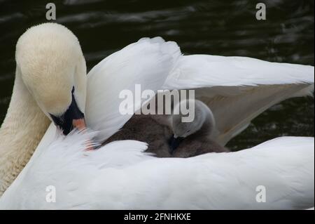 Windsor, Berkshire, Regno Unito. 15 maggio 2021. Un paio di cigni sul Tamigi hanno sette cigneti sani quest'anno. Alcuni di loro stavano agganciando un giro sulla parte posteriore della loro mamma. I cigni si accoppiano per la vita e spesso nidificano nello stesso luogo ogni anno. Il numero di nuovi cigneti è contato nella crescita annuale di Swan che speriamo ritornerà quest'anno. Credito: Maureen McLean/Alamy Foto Stock