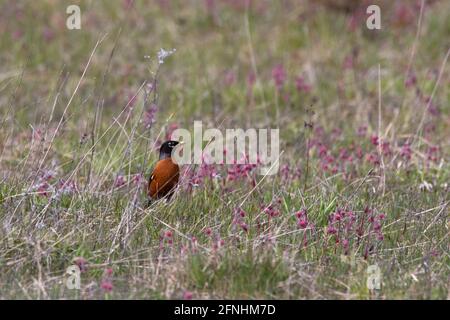 Un Robin americano in piedi nella vegetazione di primavera rosa Foto Stock