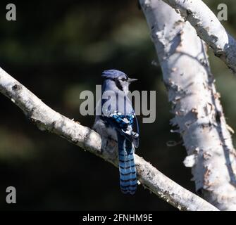 Un grande Blue Jay in un albero di betulla Foto Stock