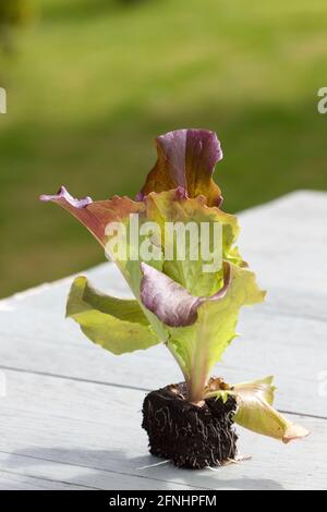 Piccola pianta di tappo di lattuga di Batavia Foto Stock