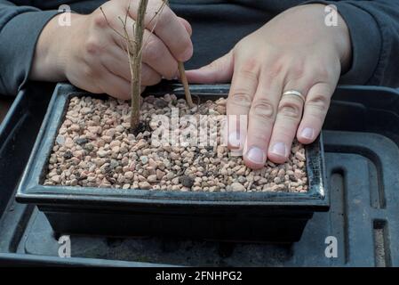 mani di un uomo che lavora su un bonsai Foto Stock