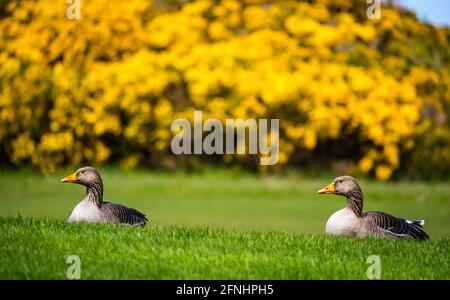 Archerfield Estate, East Lothian, Scozia, Regno Unito, 17 maggio 2021. UK Weather: Un paio di oche greylag riposano sull'erba al sole sul campo da golf in font di una colorata gola gialla Foto Stock