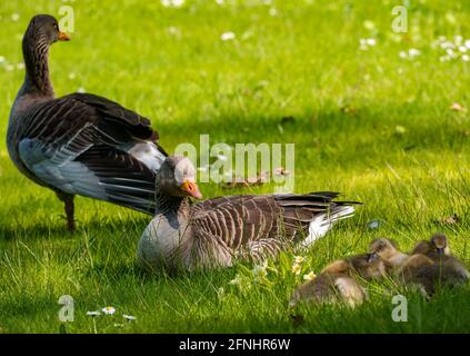 Archerfield Estate, East Lothian, Scozia, Regno Unito, 17 maggio 2021. Regno Unito Meteo: Gaffings al sole: Un paio di oche greylag con sei gaffings schizza nel gras al sole Foto Stock