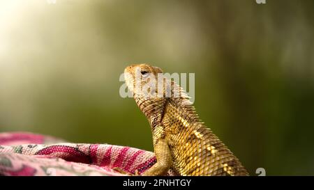 India, giardino Lizard. Oriental Garden Lizard sono agamid lucertola trovato ampiamente in paesi asiatici Foto Stock