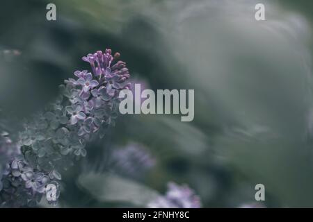 Lilla fiorisce. Un bel mazzo di lilla closeup fotografia Foto Stock