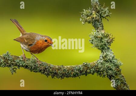 Robin rosso seduto sul ramo Foto Stock