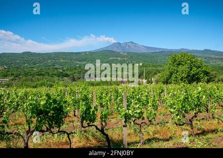 Vigneti siciliani con eruzione del vulcano Etna sullo sfondo in Sicilia, Italia Foto Stock