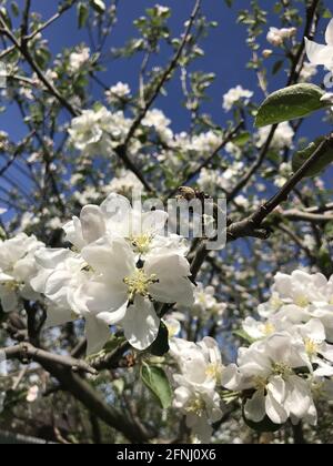 Fuoco morbido dei fiori bianchi bei della mela che fioriscono su un albero in primavera Foto Stock
