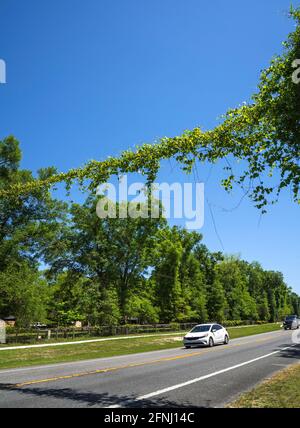 Cavi elettrici coperti da viti lungo l'autostrada US 27 a Fort White, Florida, durante la crescita primaverile. Foto Stock