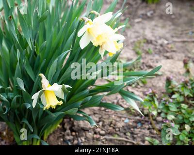 fresco narcissus bianco fiori chiocciole su aiuole fiorite in cortile all'aperto Foto Stock