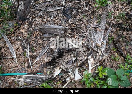 Resti di una turchia selvaggia in un'area boscosa della Florida settentrionale. Foto Stock