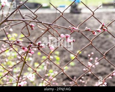 ramoscelli di pesca con gemme rosa su rete di maglie di giardino closeup in villaggio il giorno di primavera (mettere a fuoco i ramoscelli in primo piano) Foto Stock