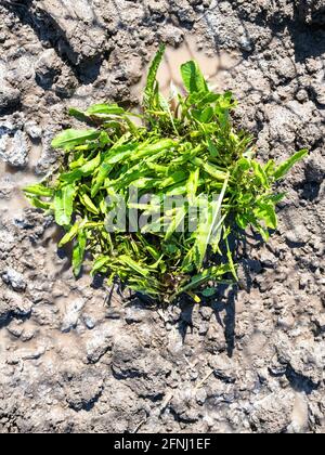 cespuglio di rafano appena piantato in giardino nella soleggiata giornata di primavera Foto Stock