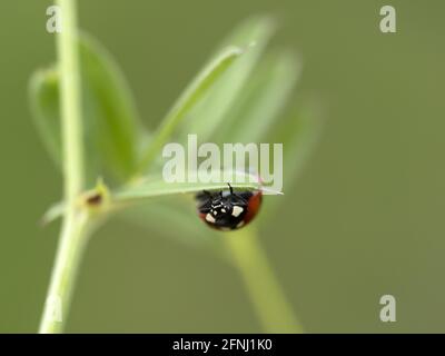 Ladybug dettaglio close up macro ultra Foto Stock