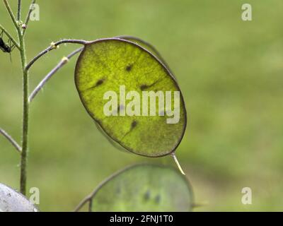 Onesty Moonwort fiore pianta in Italia papa monete vicino denaro su Foto Stock