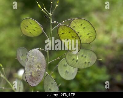 Onesty Moonwort fiore pianta in Italia papa monete vicino denaro su Foto Stock