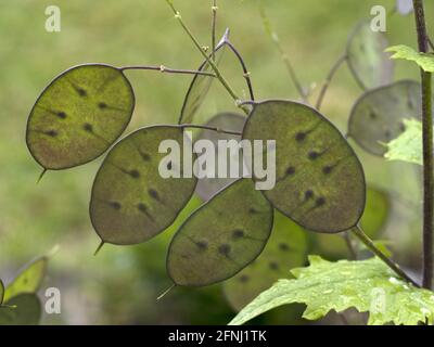 Onesty Moonwort fiore pianta in Italia papa monete vicino denaro su Foto Stock