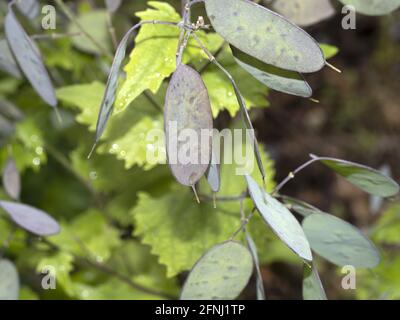 Onesty Moonwort fiore pianta in Italia papa monete vicino denaro su Foto Stock