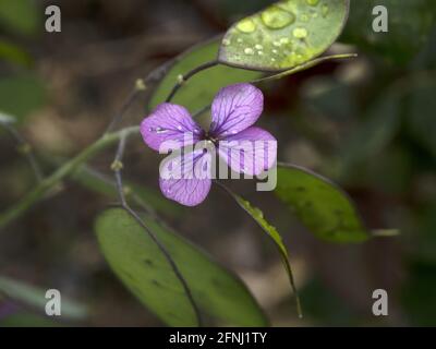 Onesty Moonwort fiore pianta in Italia papa monete vicino denaro su Foto Stock