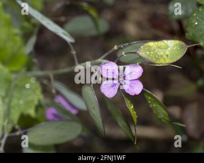 Onesty Moonwort fiore pianta in Italia papa monete vicino denaro su Foto Stock