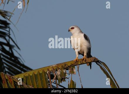 Kite alato nero (Elanus caeruleus hypoleucos) adulto arroccato sulla palma Sabah, Borneo Gennaio Foto Stock