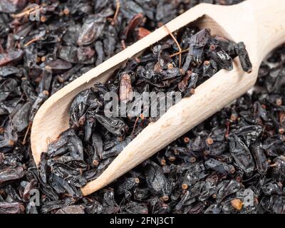 Paletta di legno su pila di chiodo di frutta secca di Berberis nero Foto Stock