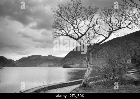 Immagine in bianco e nero di un albero sulle rive del Crummock Water con Grasmoor sullo sfondo, Lake District, Cumbria, Inghilterra, Regno Unito. Foto Stock