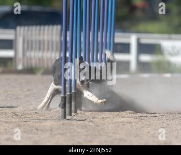 Border Collie facendo slalom sul corso di agilità del cane Foto Stock