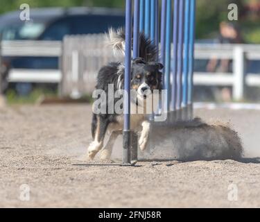 Border Collie facendo slalom sul corso di agilità del cane Foto Stock