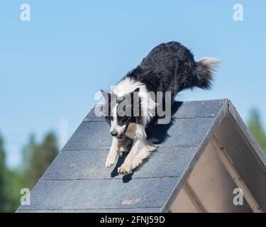 Collie si arrampica su un telaio a sul corso di agilità del cane Foto Stock