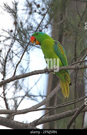 Pappagallo con nappé blu (Tanygnathus lucionensis salvadorii) adulto arroccato sul ramo Sabah, Borneo Gennaio Foto Stock