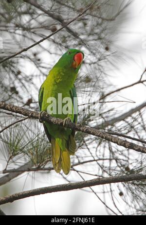 Pappagallo con nappé blu (Tanygnathus lucionensis salvadorii) adulto arroccato sul ramo Sabah, Borneo Gennaio Foto Stock