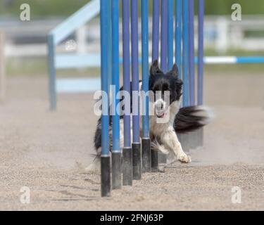 Border Collie facendo slalom sul corso di agilità del cane Foto Stock