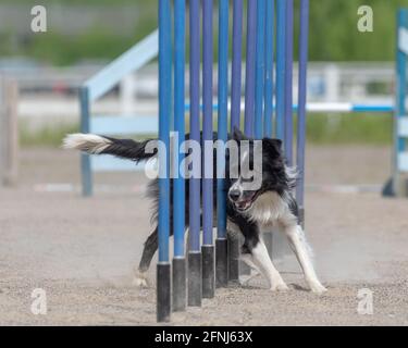 Border Collie facendo slalom sul corso di agilità del cane Foto Stock