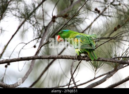 Pappagallo con nappé blu (Tanygnathus lucionensis salvadorii) adulto arroccato sul ramo Sabah, Borneo Gennaio Foto Stock