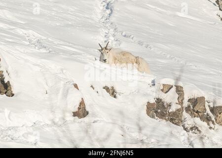 Una capra di montagna, singola, isolata e posata, dormendo su un paesaggio invernale innevato e coperto di neve nel Canada settentrionale. Foto Stock