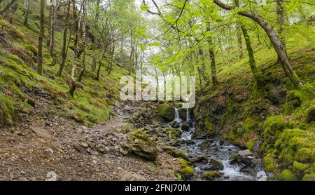 Piccola cascata sul Tom Gill vicino a Tarn Hows, Coniston, Cumbria. Foto Stock