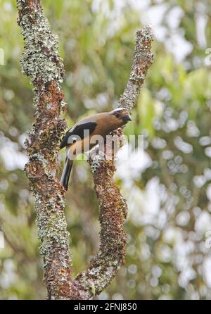 Bornean Treepie (Dendrocitta cinerascens) adulto arroccato in un albero morto (endemico borneo) Kinabalu NP, Sabah, Borneo Gennaio Foto Stock